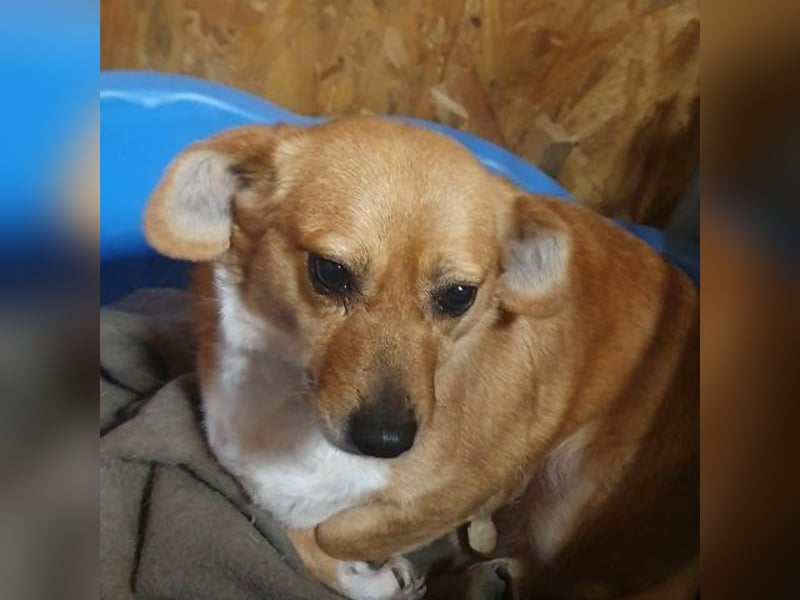 Liebe Hunde-Omi Bengy - sucht Zuhause mit Freundin Nora