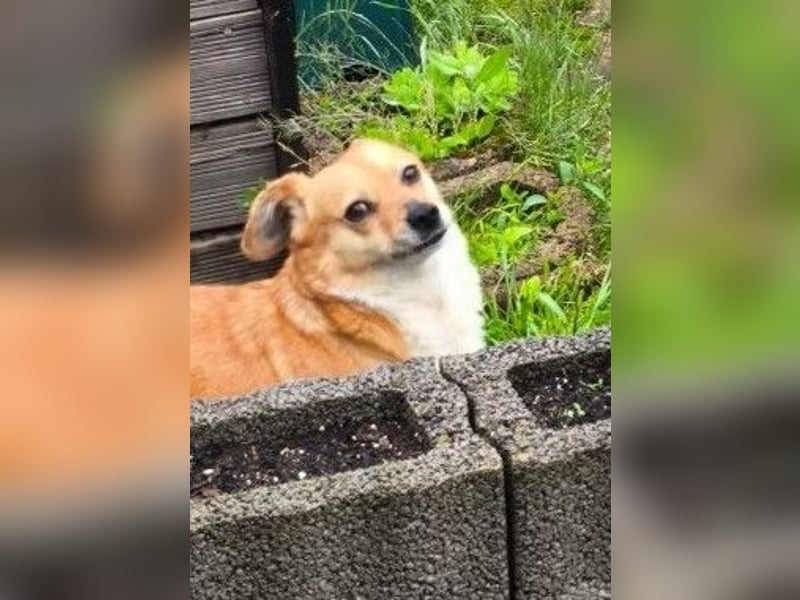 Liebe Hunde-Omi Bengy - sucht Zuhause mit Freundin Nora