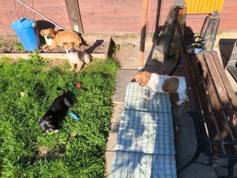 Liebe Hunde-Omi Bengy - sucht Zuhause mit Freundin Nora