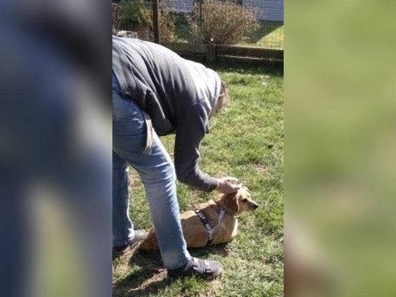 Liebe Hunde-Omi Bengy - sucht Zuhause mit Freundin Nora