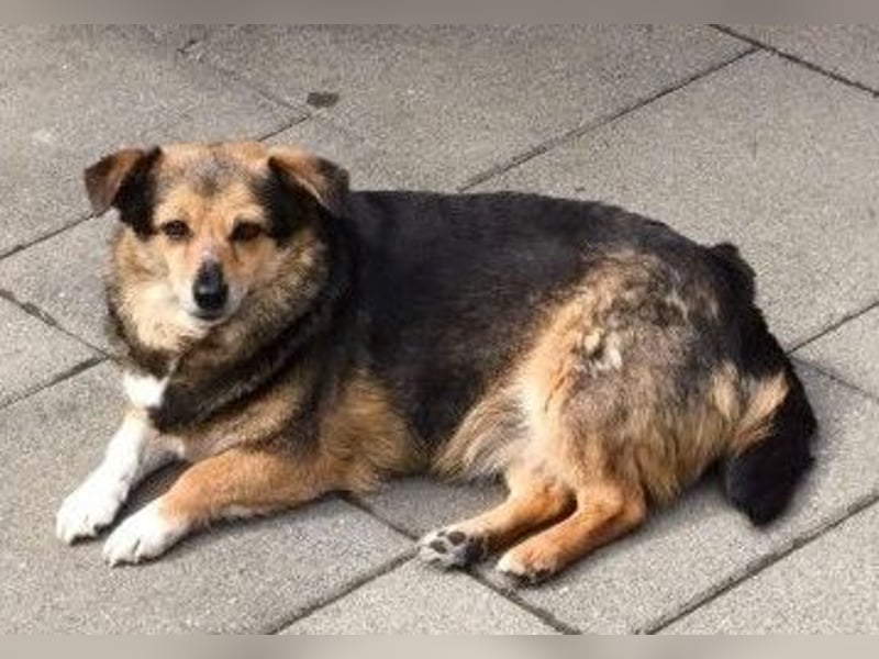 Kleine süße Nora - sucht mit Freundin Bengy ein Zuhause