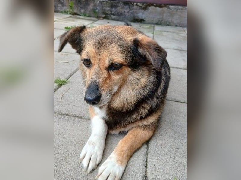 Kleine süße Nora - sucht mit Freundin Bengy ein Zuhause
