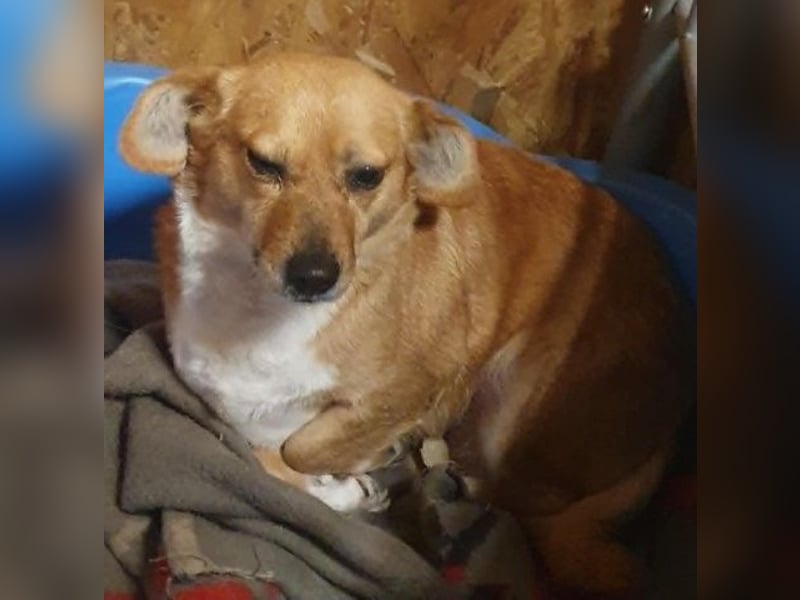 Liebe Hunde-Omi Bengy - sucht Zuhause mit Freundin Nora
