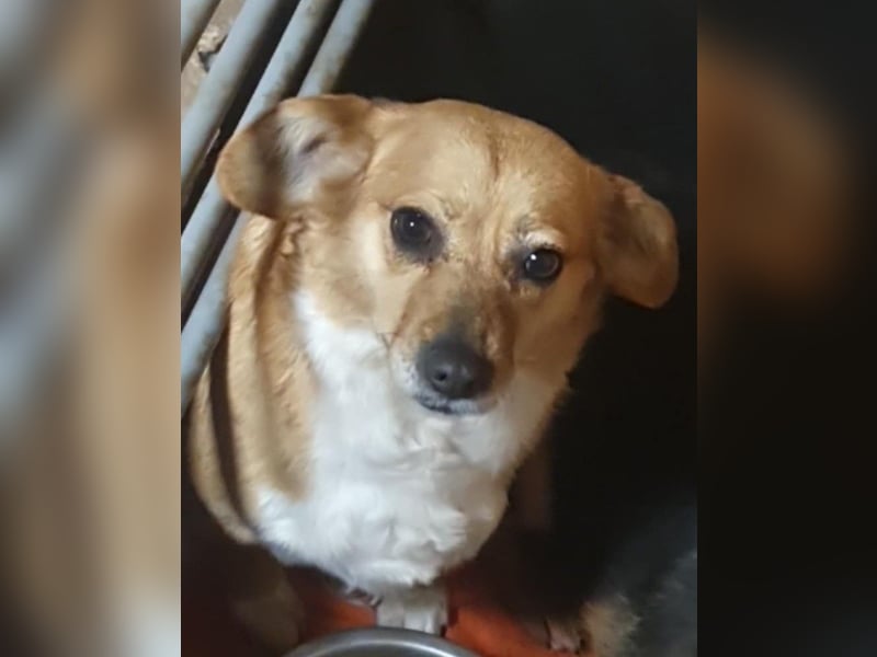 Liebe Hunde-Omi Bengy - sucht Zuhause mit Freundin Nora