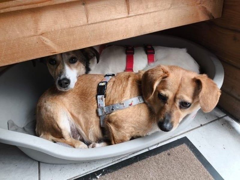 Liebe Hunde-Omi Bengy - sucht Zuhause mit Freundin Nora