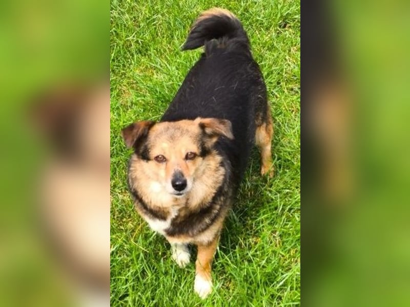 Kleine süße Nora - sucht mit Freundin Bengy ein Zuhause