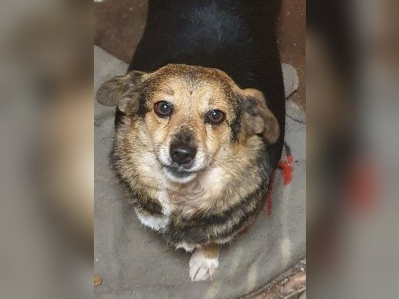 Kleine süße Nora - sucht mit Freundin Bengy ein Zuhause