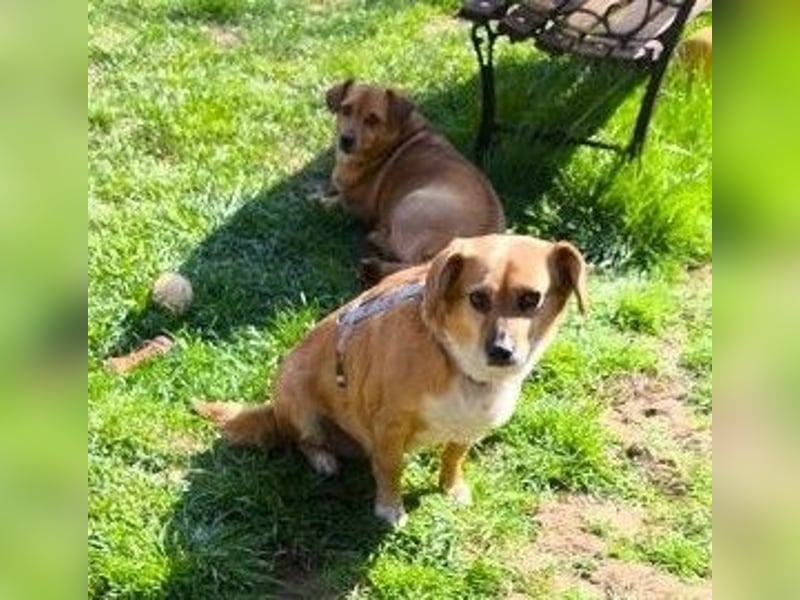 Liebe Hunde-Omi Bengy - sucht Zuhause mit Freundin Nora