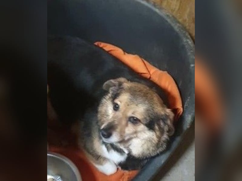 Kleine süße Nora - sucht mit Freundin Bengy ein Zuhause