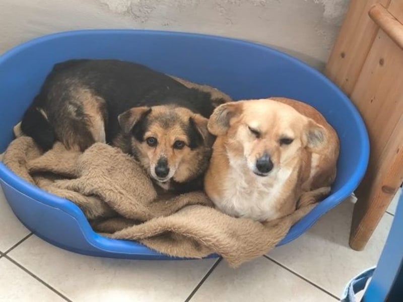 Kleine süße Nora - sucht mit Freundin Bengy ein Zuhause