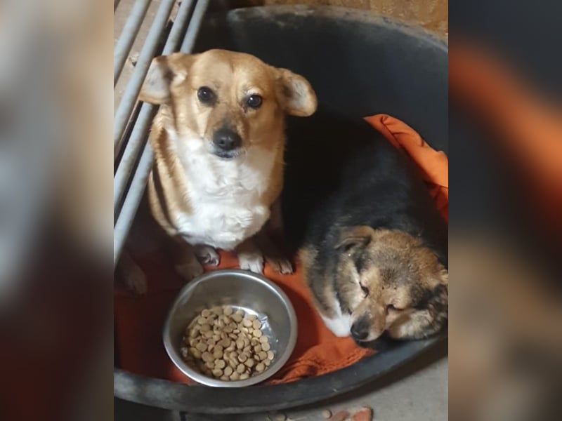 Liebe Hunde-Omi Bengy - sucht Zuhause mit Freundin Nora