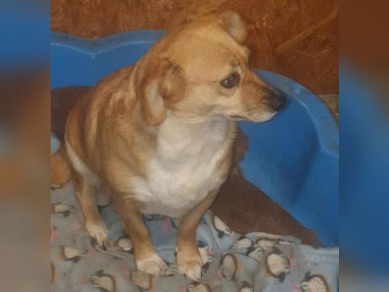 Liebe Hunde-Omi Bengy - sucht Zuhause mit Freundin Nora
