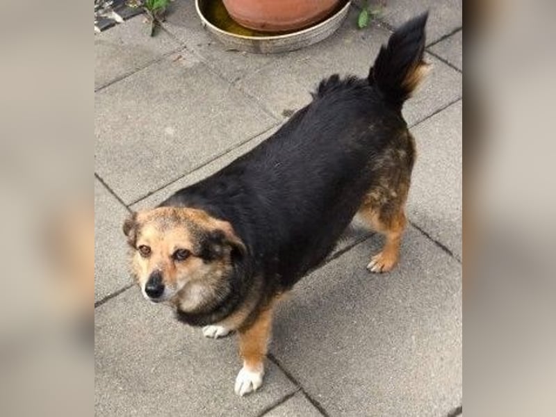 Kleine süße Nora - sucht mit Freundin Bengy ein Zuhause
