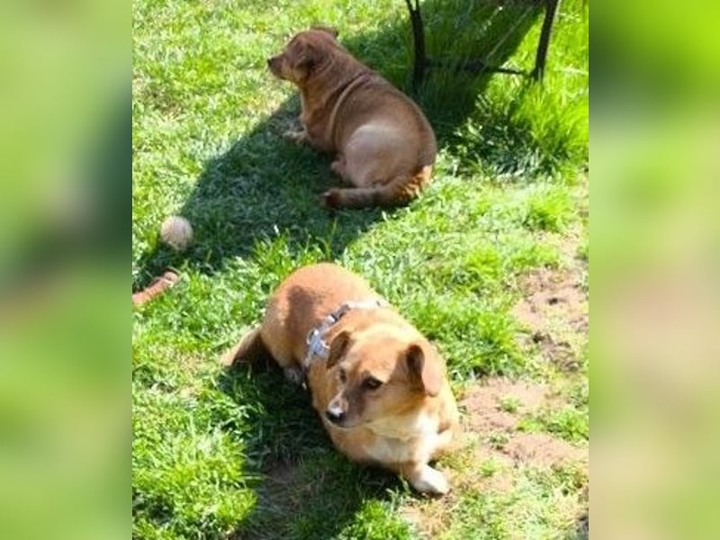 Liebe Hunde-Omi Bengy - sucht Zuhause mit Freundin Nora