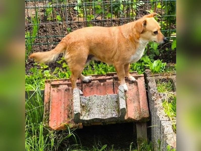 Liebe Hunde-Omi Bengy - sucht Zuhause mit Freundin Nora