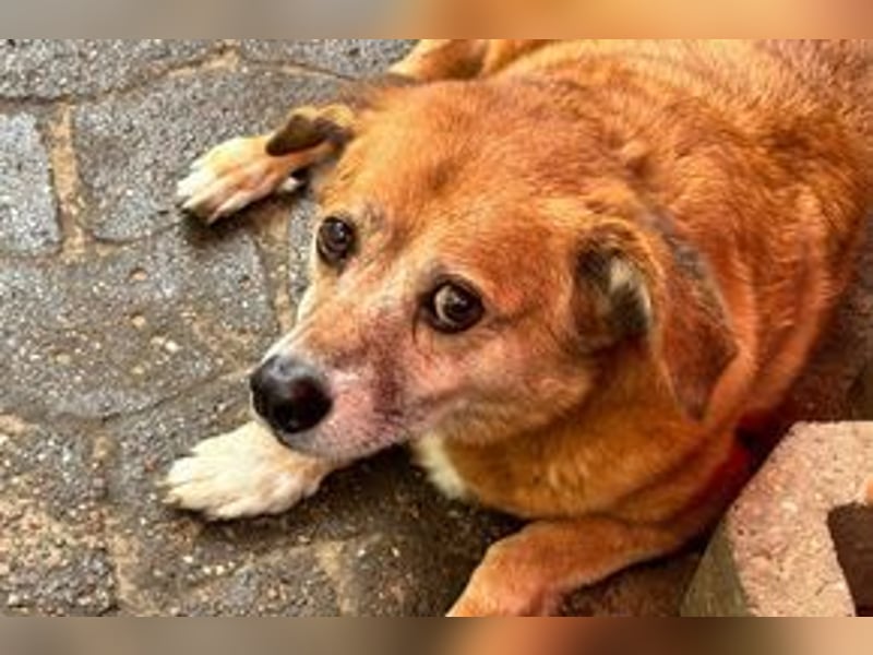 NOTFALL Charlie sucht dringend noch mal ein Zuhause