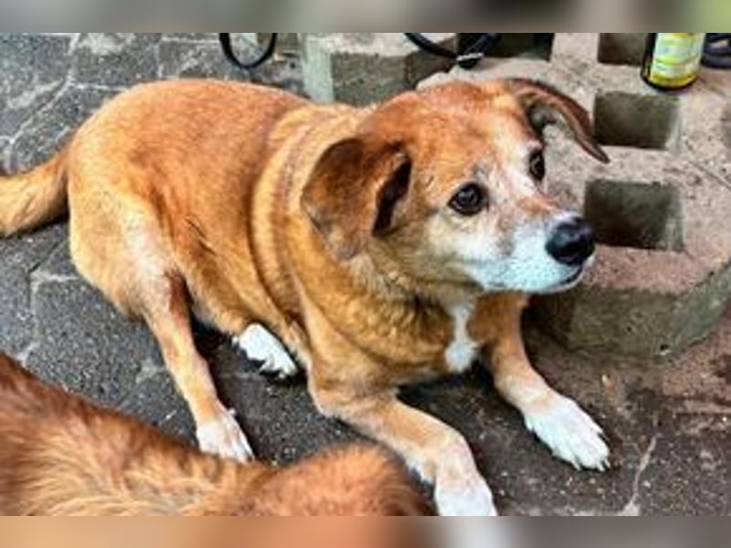 NOTFALL Charlie sucht dringend noch mal ein Zuhause