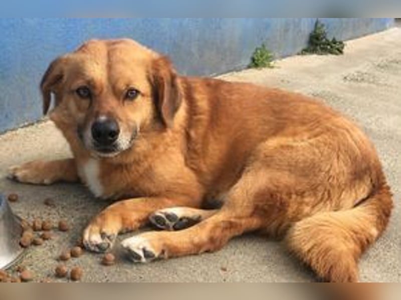 NOTFALL Charlie sucht dringend noch mal ein Zuhause
