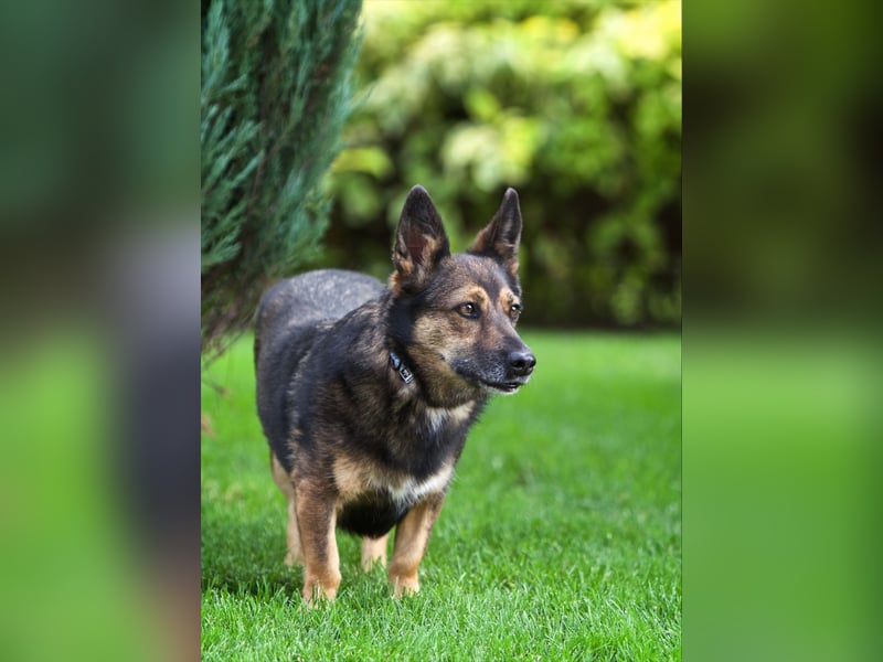 Wundervolle Eva sucht liebevolles Zuhause