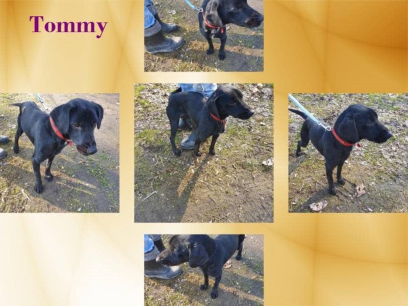 Der kleine Tommy sucht seine Traumfamilie