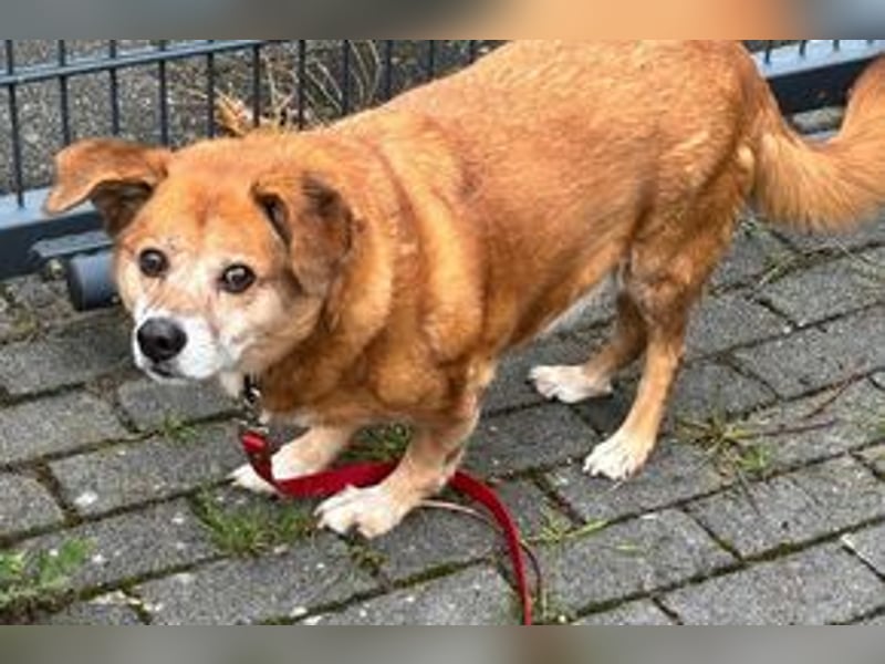 NOTFALL Charlie sucht dringend noch mal ein Zuhause