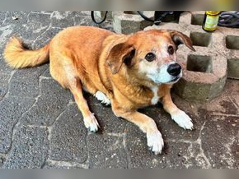 NOTFALL Charlie sucht dringend noch mal ein Zuhause