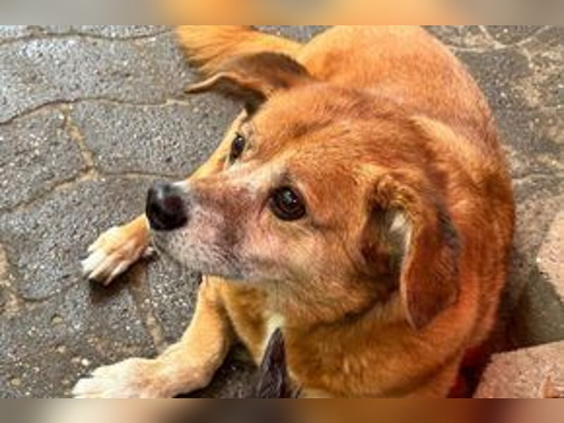 NOTFALL Charlie sucht dringend noch mal ein Zuhause