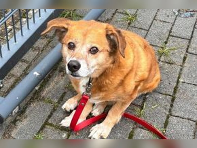 NOTFALL Charlie sucht dringend noch mal ein Zuhause