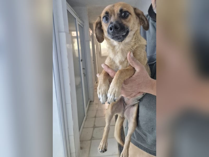 Ronja - freundliches, offenes Welpenmädchen