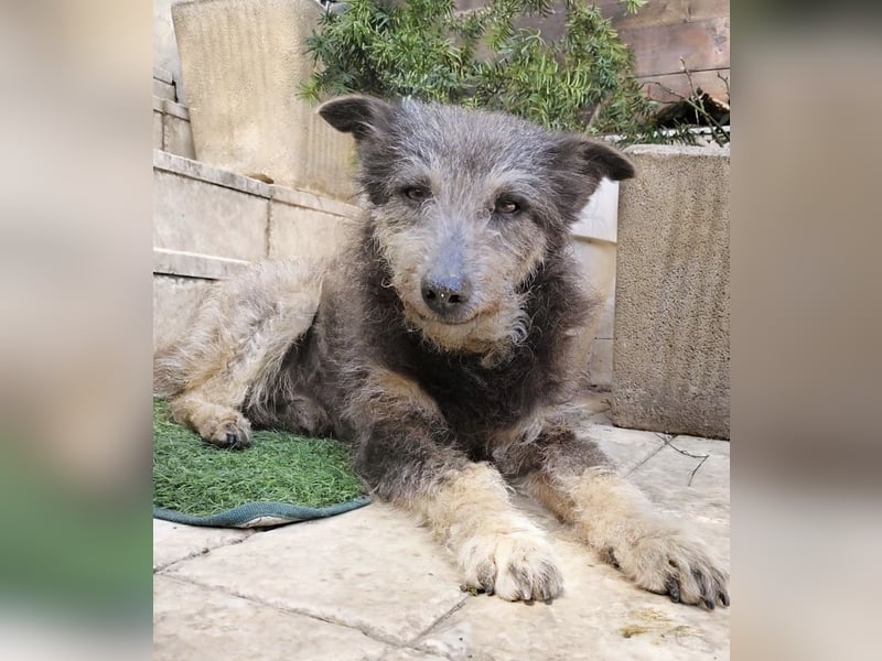 Arthur - sanfter und freundlicher Hund