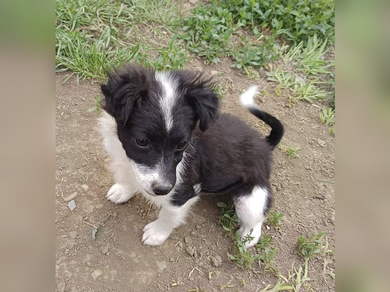Molly - liebevoll und immer vorne dabei