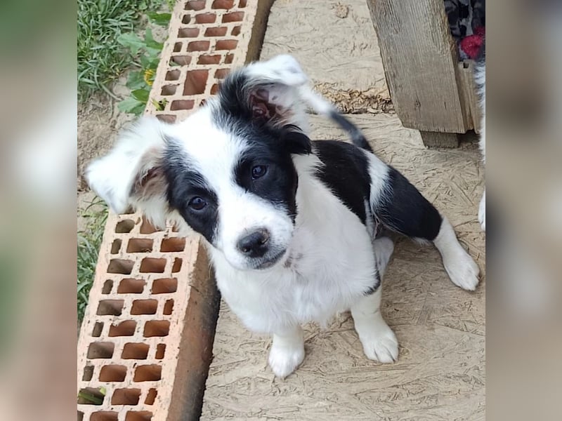 Luna - liebevolles und neugieriges Hundemädchen