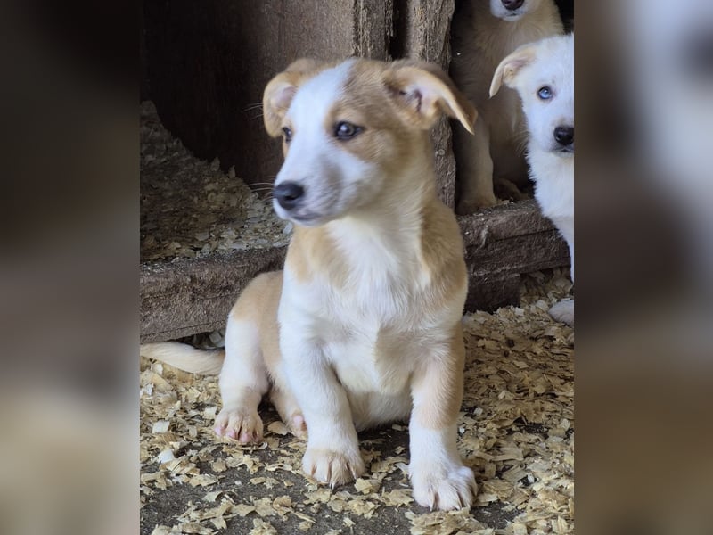 Nala - 6 kleine Geschwister suchen ein Zuhause