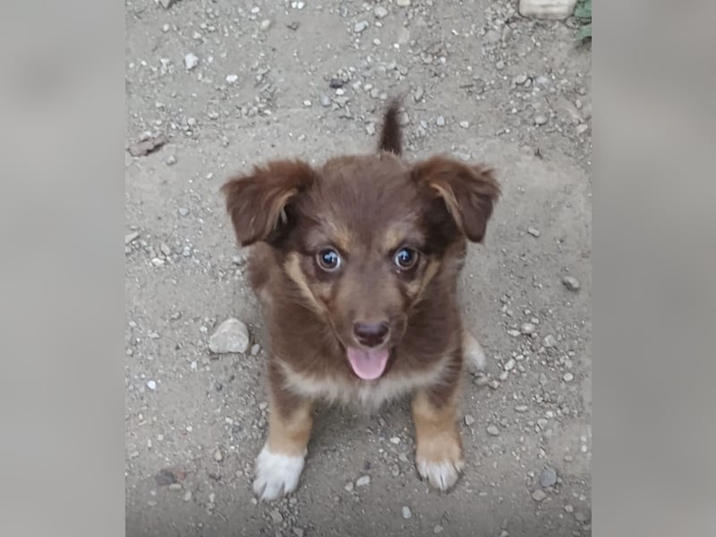 Ronja - freundliches, offenes Welpenmädchen