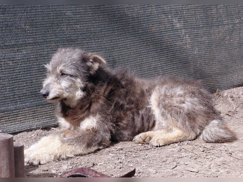 Arthur - sanfter und freundlicher Hund
