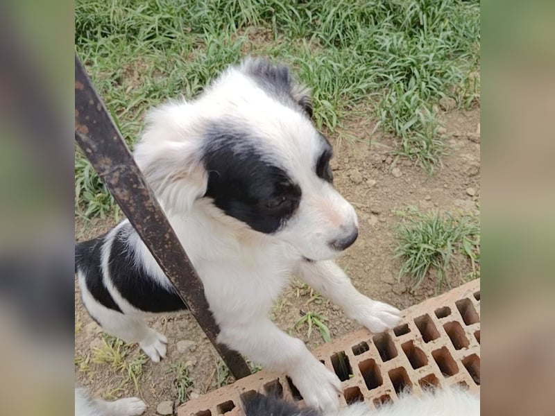 Luna - liebevolles und neugieriges Hundemädchen