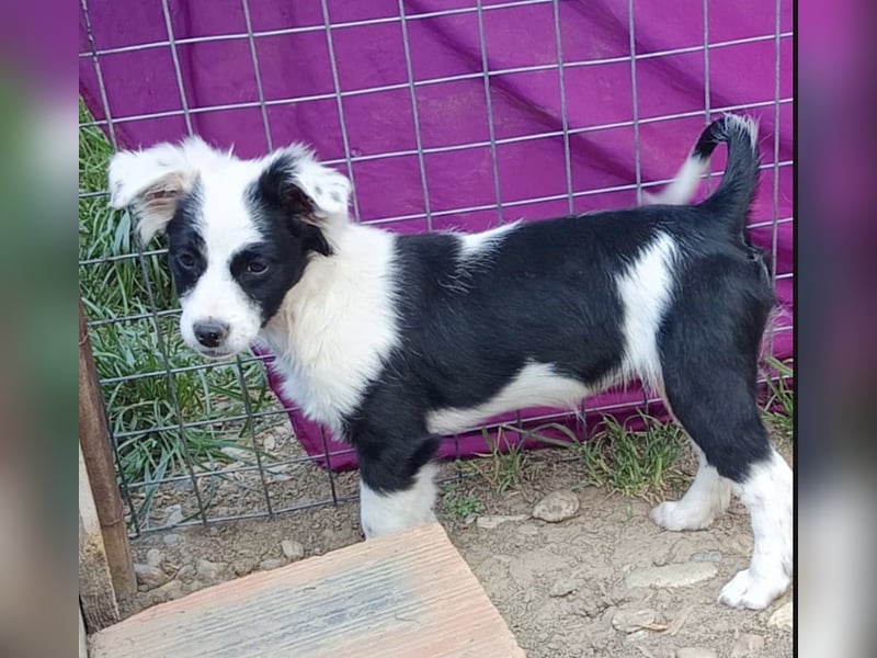Luna - liebevolles und neugieriges Hundemädchen