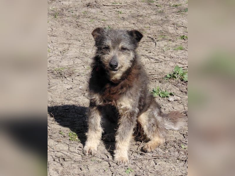 Arthur - sanfter und freundlicher Hund