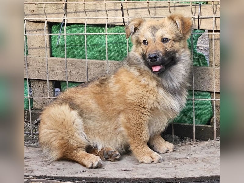 Cody - freundlich, noch etwas schüchtern