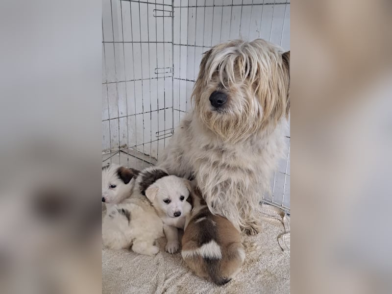 Flo - 6 kleine Geschwister suchen ein Zuhause