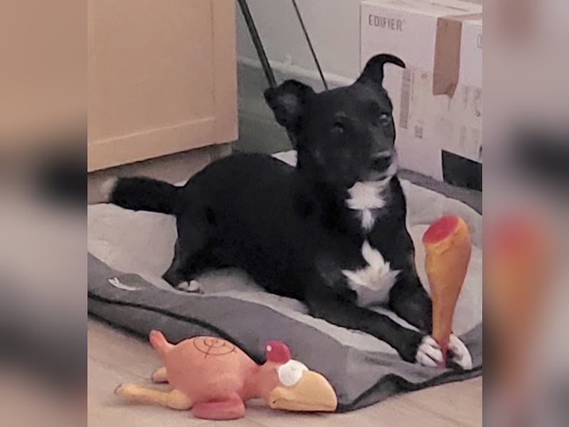NOTFALL ! - Pixi verliert unverschuldet sein Zuhause!