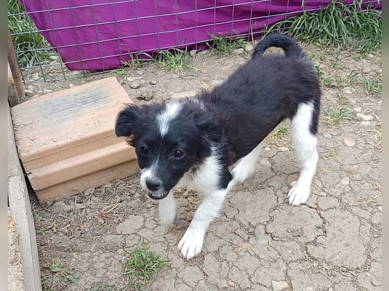 Molly - liebevoll und immer vorne dabei