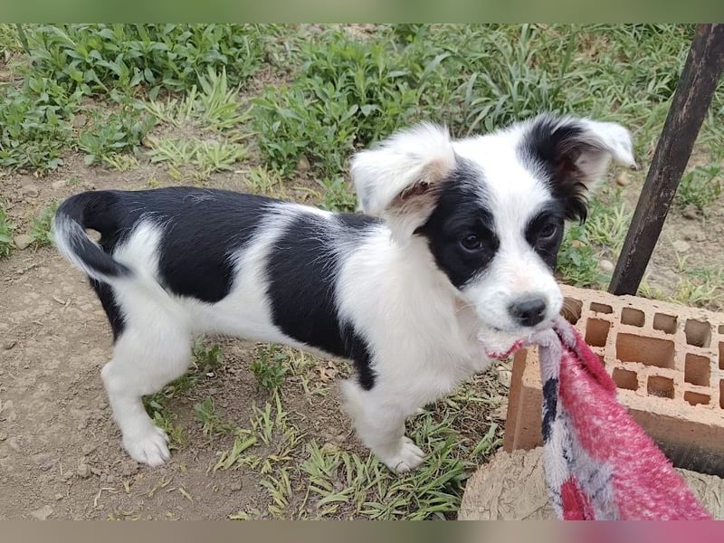 Luna - liebevolles und neugieriges Hundemädchen