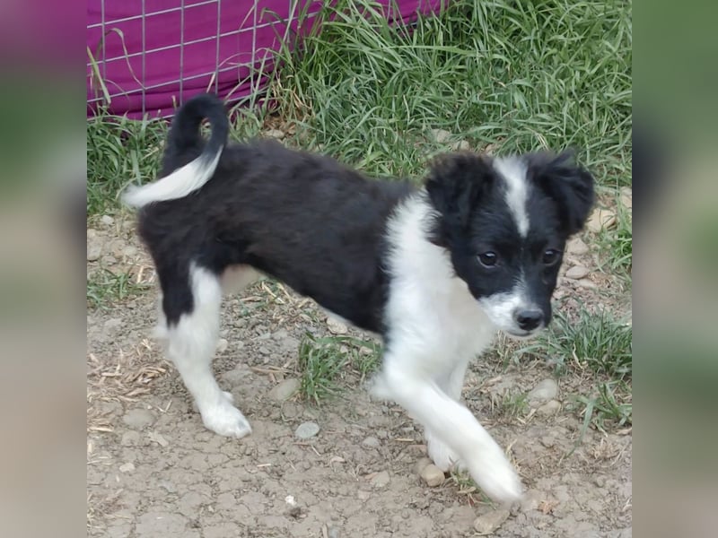 Molly - liebevoll und immer vorne dabei