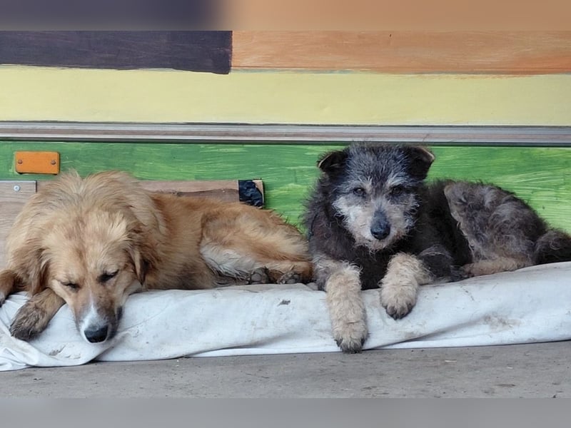 Arthur - sanfter und freundlicher Hund