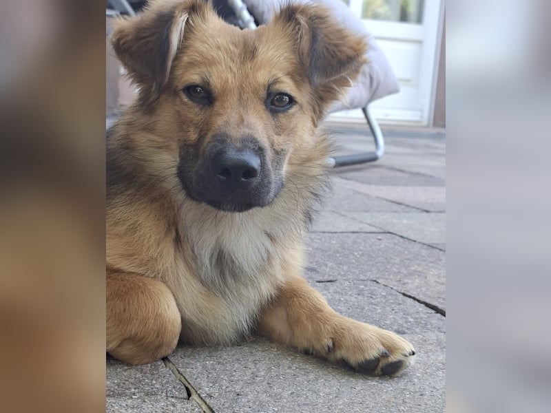 Selbstsicherer Zwerg sucht seine Familie