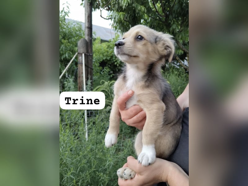 Trine - lieb, verträglich und verspielt