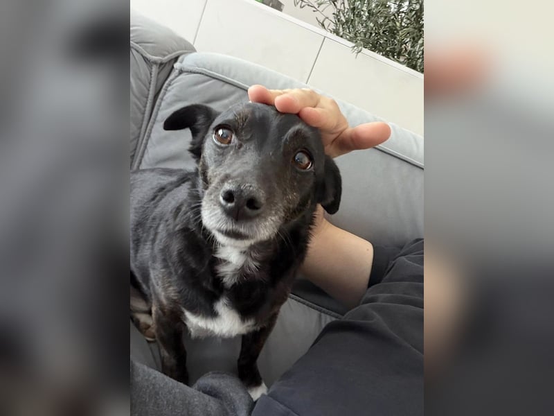 NOTFALL ! - Pixi verliert unverschuldet sein Zuhause!