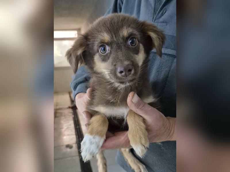 Ronja - freundliches, offenes Welpenmädchen
