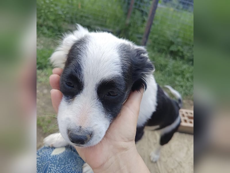 Luna - liebevolles und neugieriges Hundemädchen